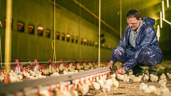 Poultry Farmer working with chicks