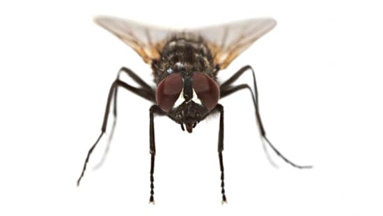 Commercial Pest Control for Flies