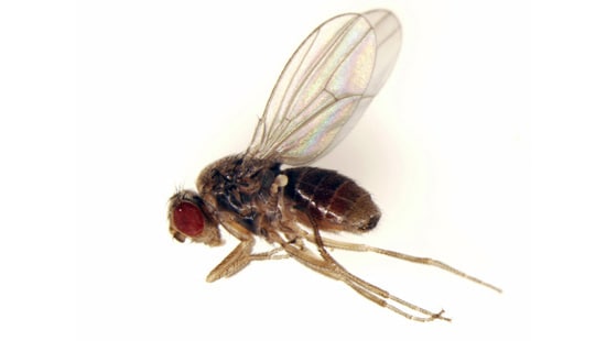 Commercial Pest Control for Fruit flies