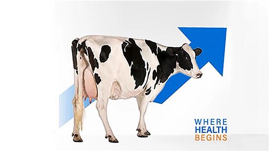 Black-and-white dairy cow standing beside a blue upward arrow with the text “WHERE HEALTH BEGINS” on a white background.