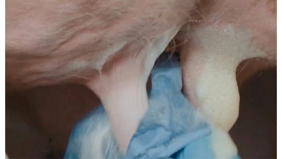 A close-up of a cow's teats being cleaned with the foamy Uier-Cinergy udder care product using a blue cloth.