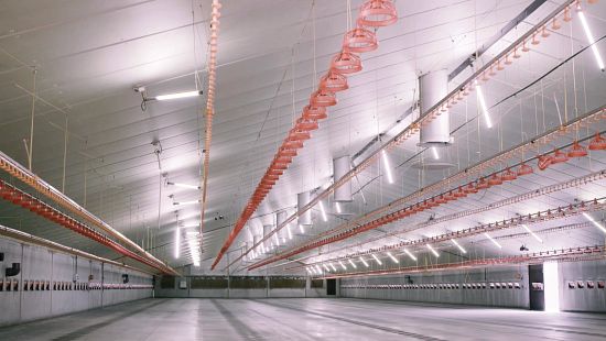Interior of a clean, empty poultry house with rows of suspended feeders, water lines, and overhead lighting extending down a long concrete-floored barn.