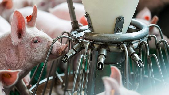 Tiergesundheit