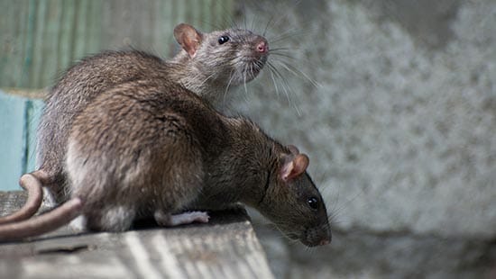 Wanderratten (RATTUS NORVEGICUS) sind häufig vorkommende Nagetierarten