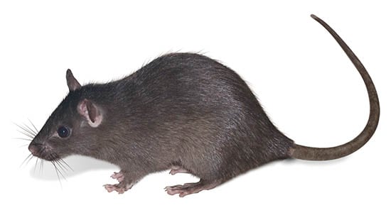 DIE DACHRATTE (RATTUS RATTUS) ist eine häufig vorkommende Nagetierart